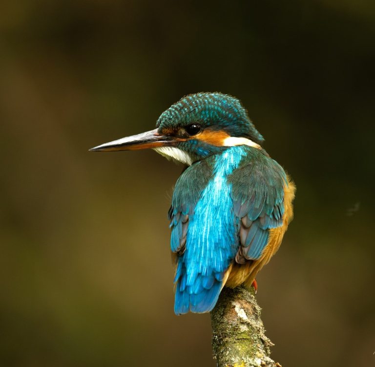 Fotografie eines Eisvogels von Manfred Mutter: Ein farbenprächtiger Vogel mit metallisch blaugrün glänzender Oberseite und dolchförmigen Schnabel, der auf einem Ast hockt.
