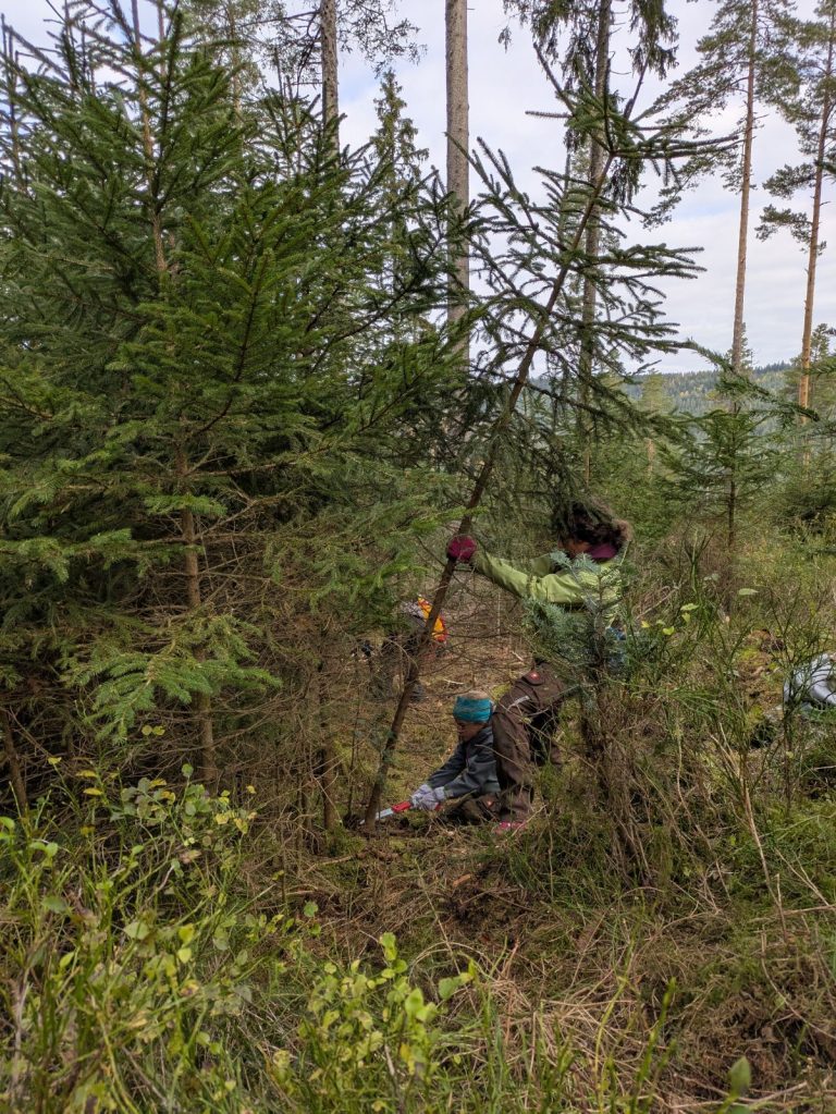 Waldarbeiten für den Naturschutz des Auerhuhns.